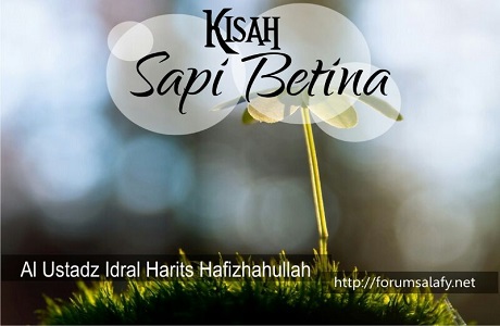 Kisah Sapi Betina (Bagian pertama)