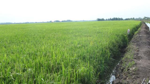 Bersedekah Dengan Anggota Badan